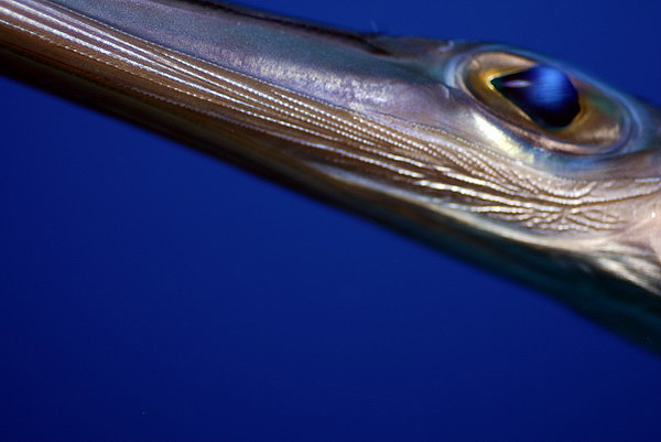 Голубопятнистая свистулька (Рыба флейта)