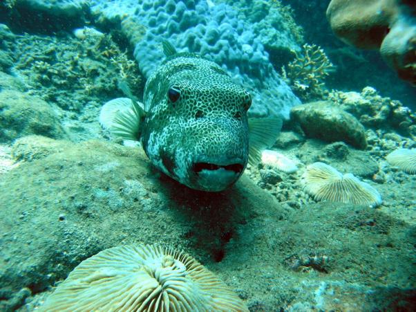 Giant Puffer