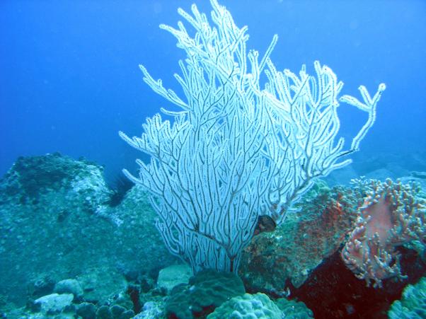 Gorgonia