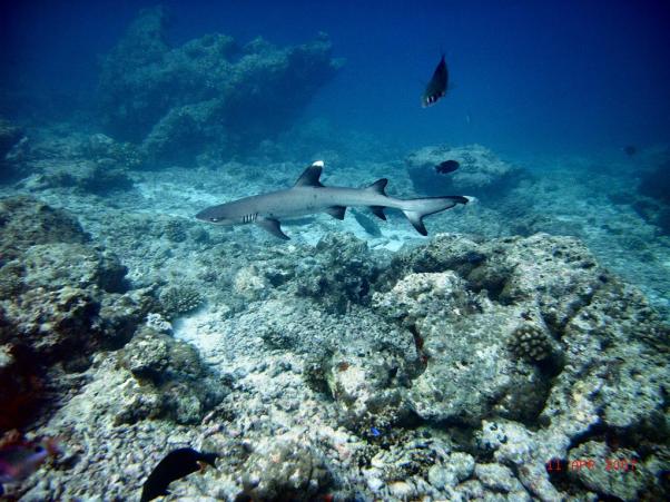 White tip shark -  