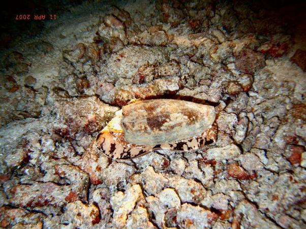  (Conus spectrum)