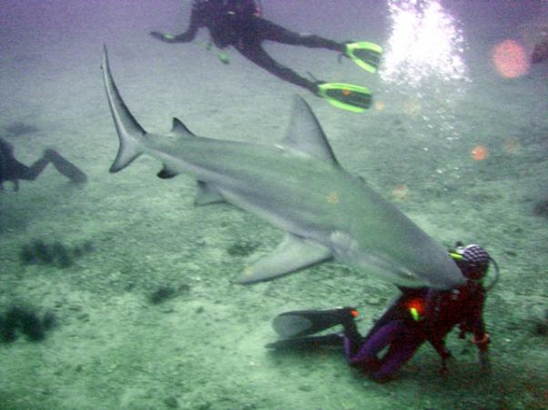 Акулы на островах тайланда пресноводная рыбалка в тайланде фото