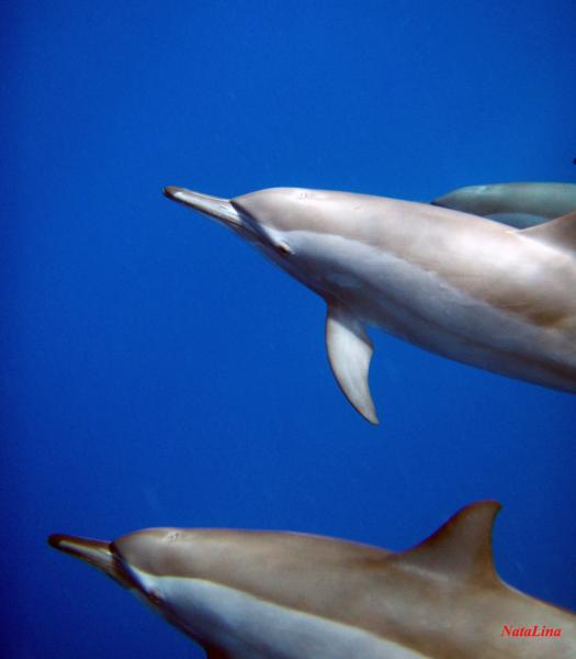 Длиннорылые дельфины