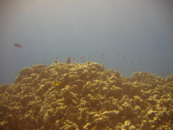  2007  ..