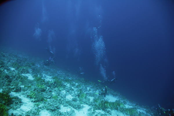 Поверхность планеты кораллов.