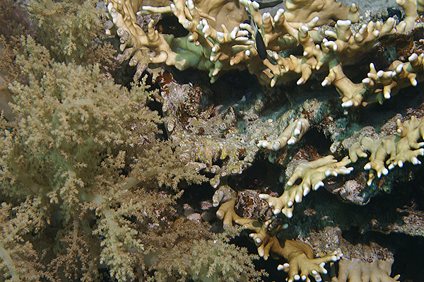    2007
