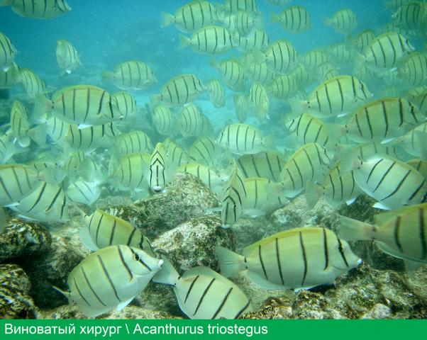 convict surgeonfish