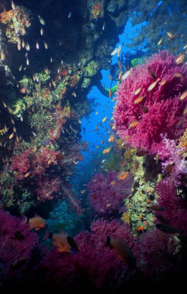 Коралловый мир Аравийское море -мягкие кораллы.