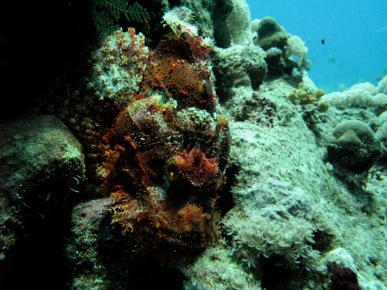 Scorpionfish