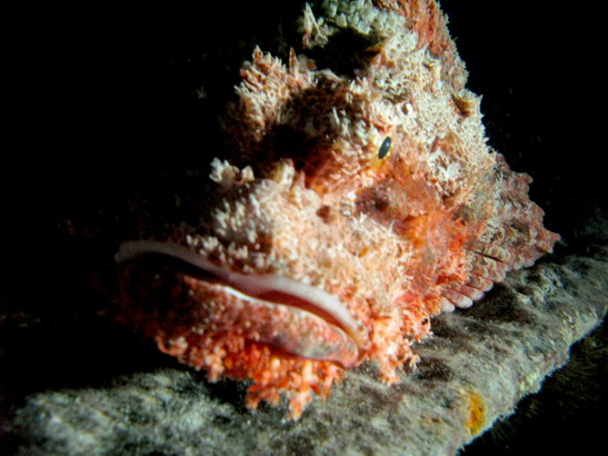 Scorpionfish