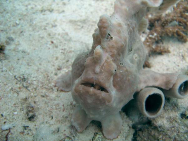 Frogfish