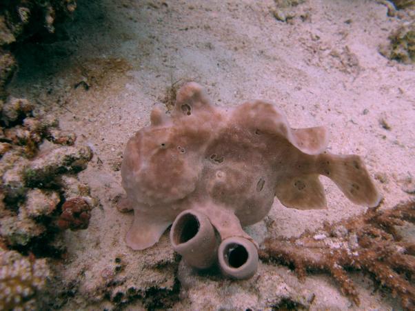 Frogfish