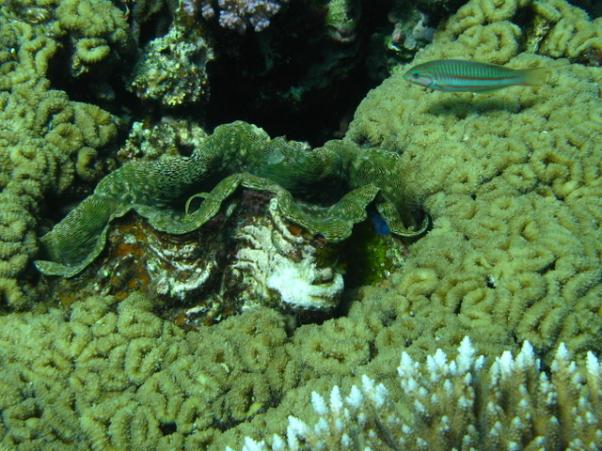 Fluted giant clam