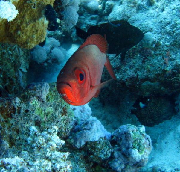 Blotcheye soldierfish