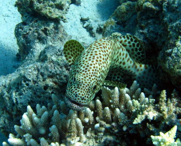 Greasy grouper