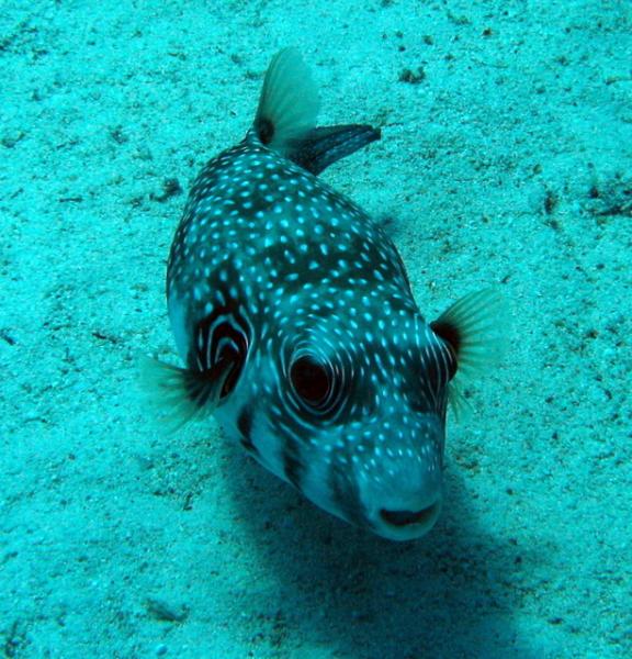 Starry puffer