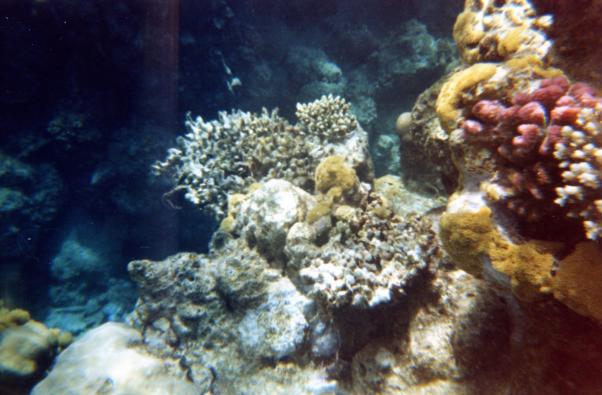 Кораллы.Домашний риф.