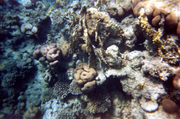 Кораллы.Домашний риф.