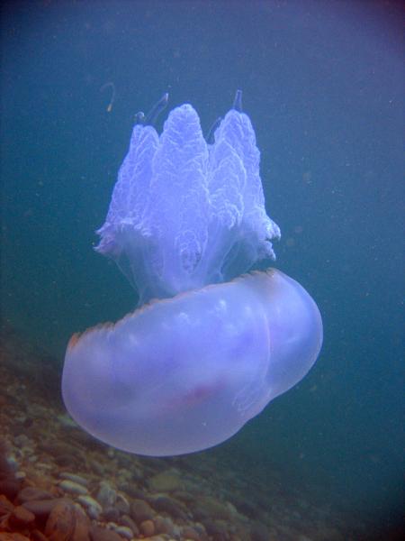 Медуза.Чёрное море.
