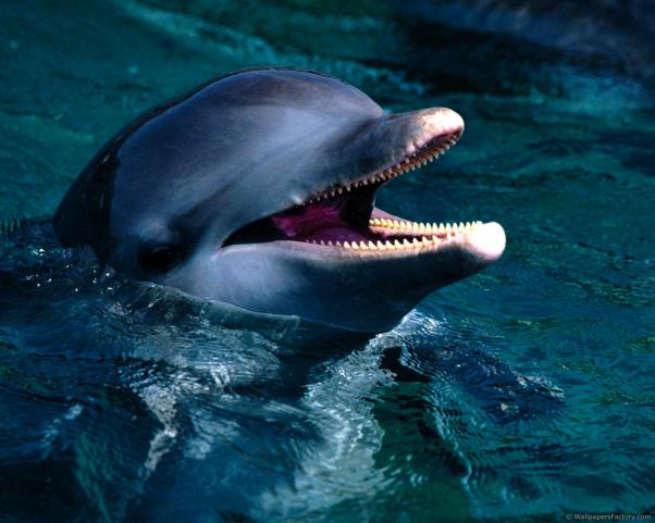 Черноморский дельфин-Афалина.