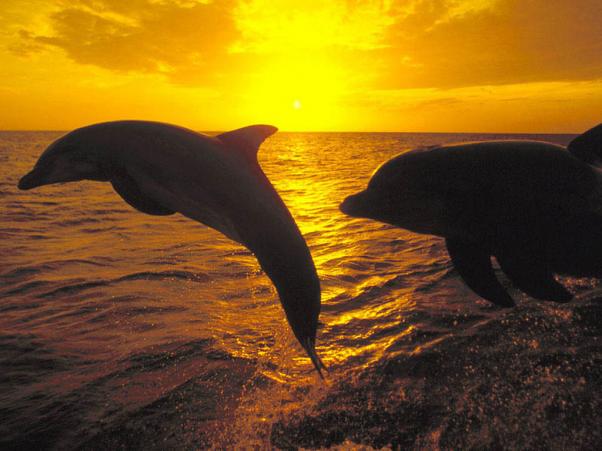 Выпрыгивающие дельфины.