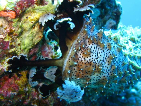 Blackmouth sea cucumder