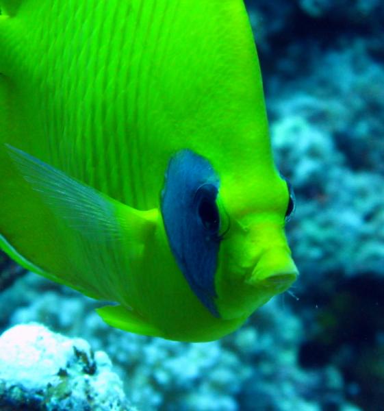 Orangeface butterflyfish