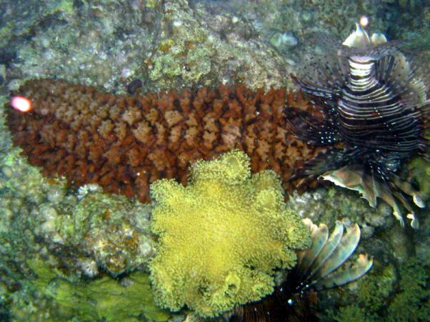 Prickly cucumber and lion (night dive)