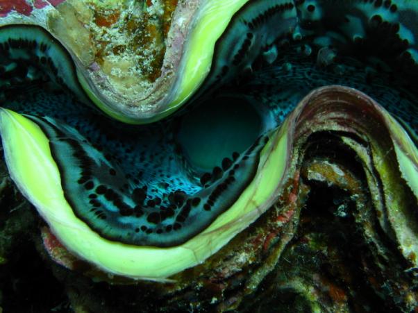 Common Giant Clam