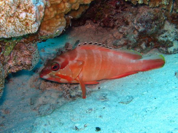 Blacktip grouper