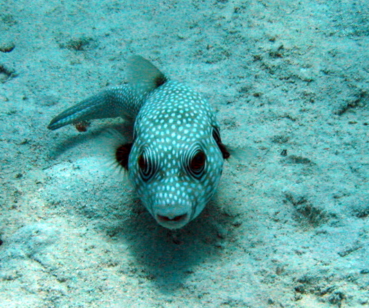 Starry puffer
