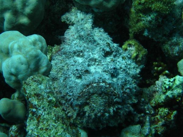 One more Stonefish