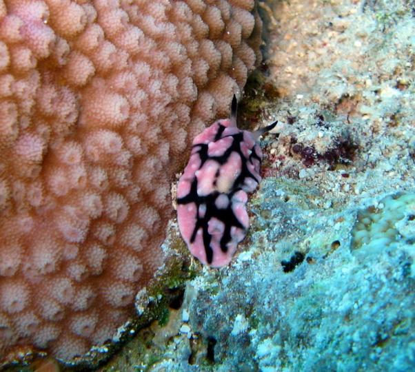 Rueppell's wart slug