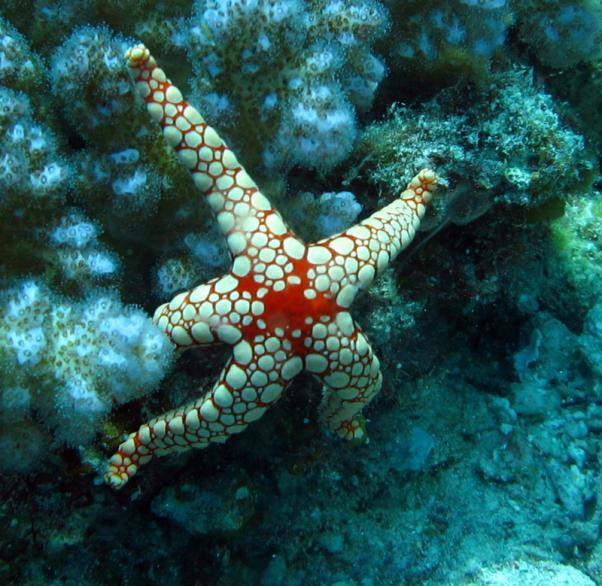 Pebbled sea star