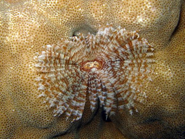 Feather duster worm