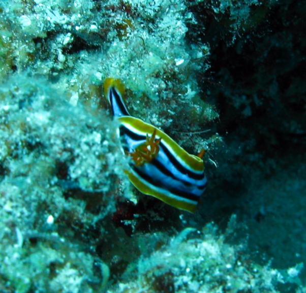 Pyjama chromodorid