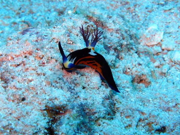 Red Sea nembrotha