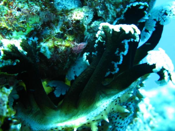 Blackmouth sea cucumber