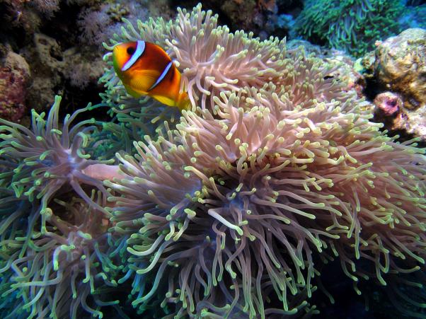 ������� ����