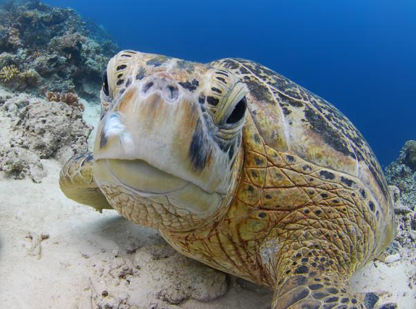 Сипадан. Черепаха.