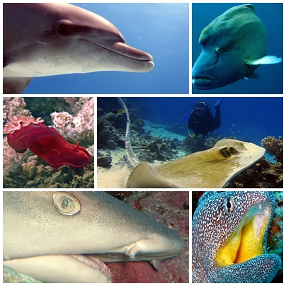 Обитатели Красного Моря