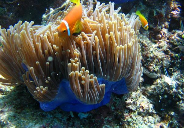 South Male, Ari & Vaavu Atoll