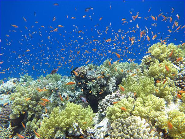 Сафари на Юг Красного моря.