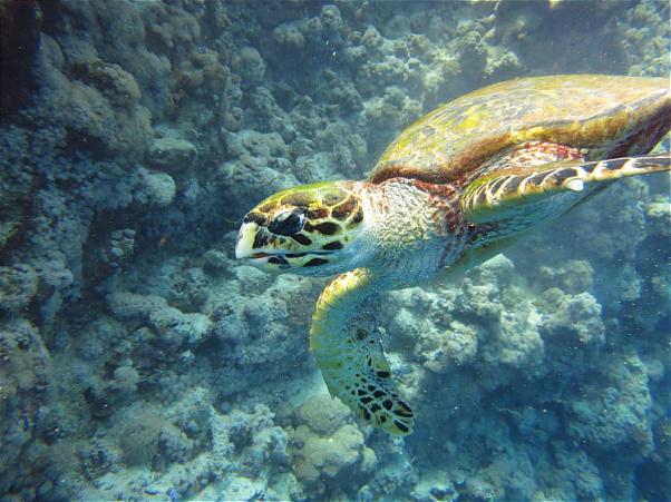 Сафари на Юг Красного моря.