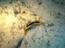 Голожаберный моллюск (четырехцветный хромодорис)